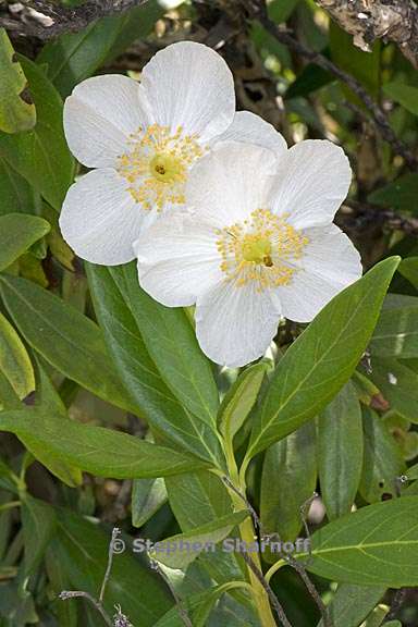 carpenteria californica 8 graphic